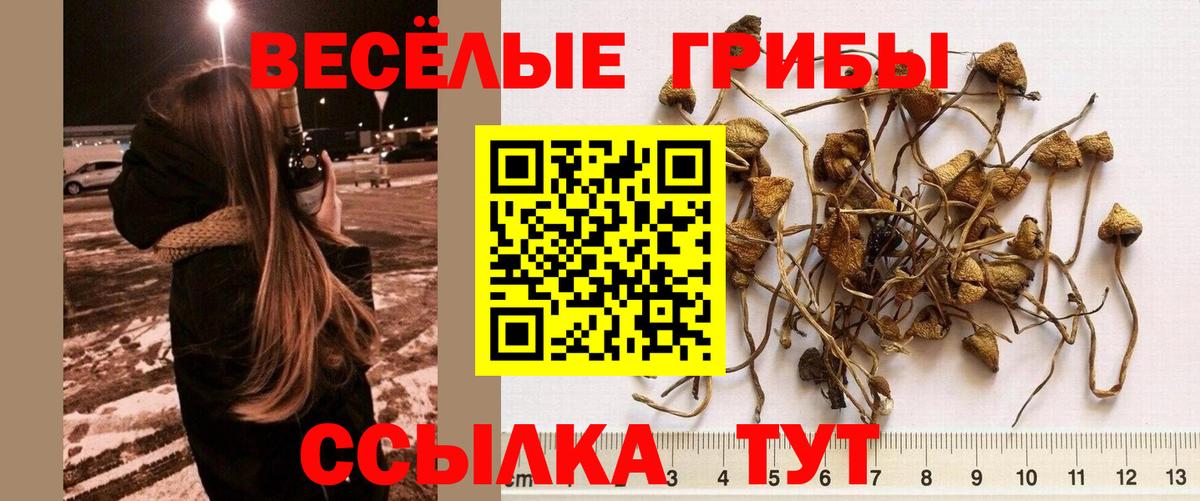 Псилоцибиновые грибы мицелий  Вход с VPN  как найти закладки  Новодвинск 